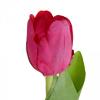 L'avatar di tulipano24